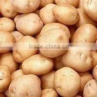 Fresh Potato DALL0000060