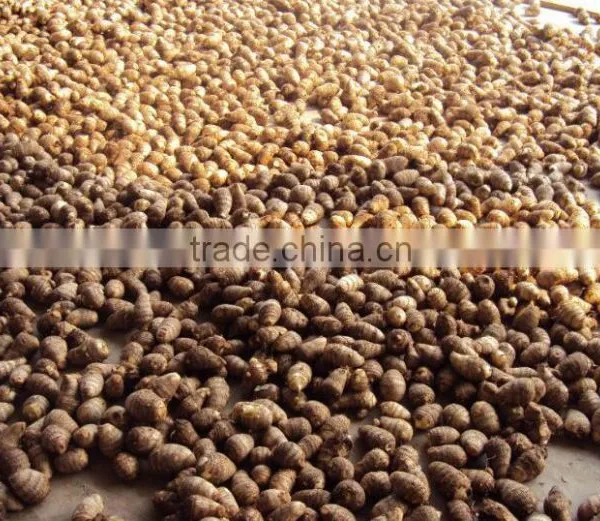 Chinese Taro Root 60g and up photo-3