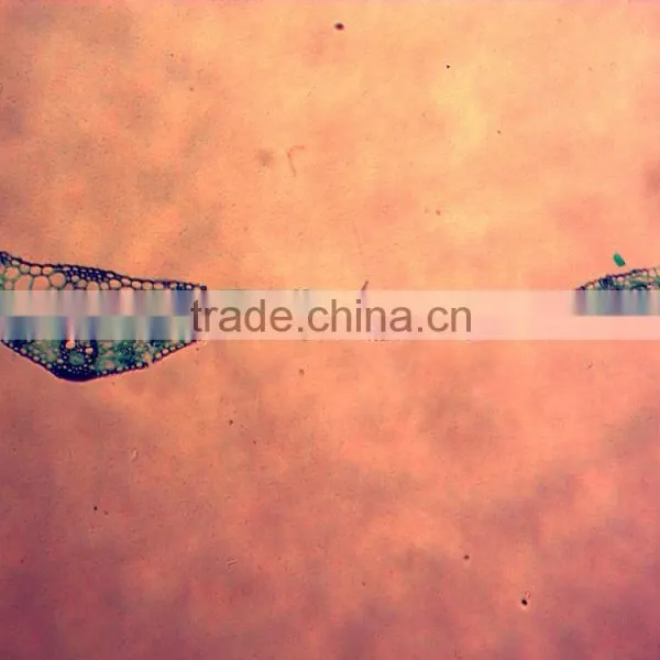 Daun Monokotil microslides,best student microscope for biological