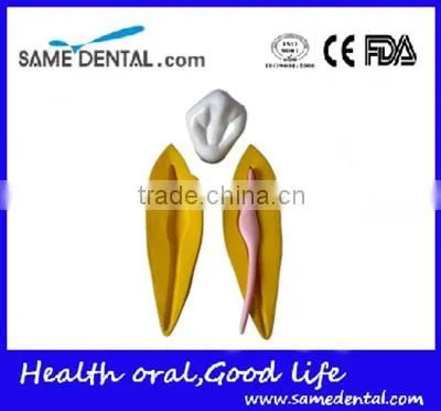Dental 15 Times Permanent Teeth Decomposition Model DEA-37 photo-3