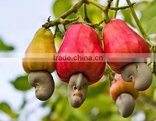 VietNam Cashew Nut Kernel WW 320 photo-3