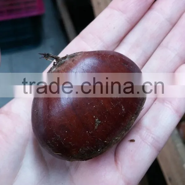 Bigbig Sweetsweet China Chestnut photo-3
