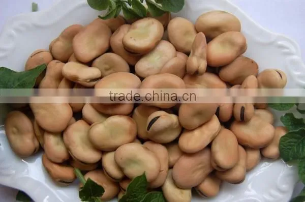 Delicious Dry Horse Beans in Shell/fava Beans photo-6