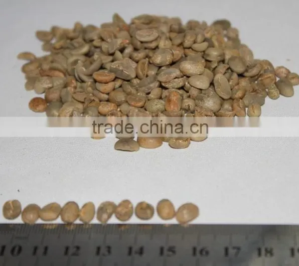 Raw Green Coffee Beans photo-6