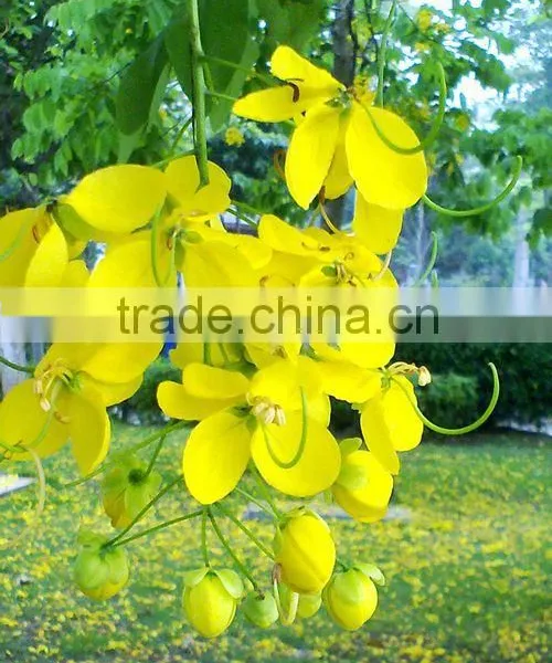 Cassia Fistula photo-5