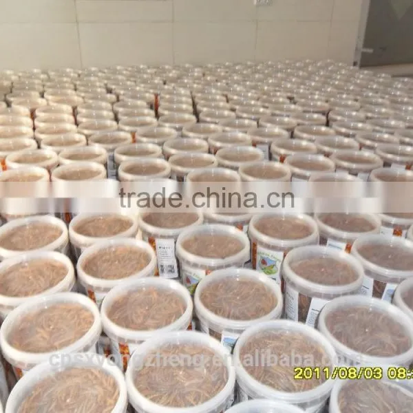 Good Quality Dried Mealworms for Pet Birds ;Dried Mealworms in Favourable Price photo-4