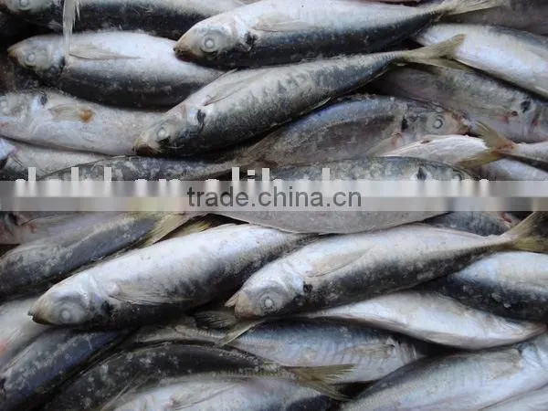Frozen Horse Mackerel photo-4
