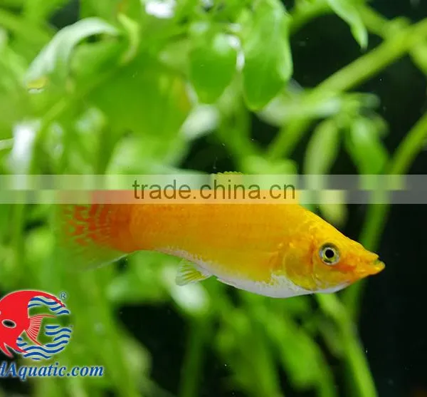 Snow White Sailfin Molly Fish for Freshwater Aquarium Tank photo-3