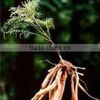 Saussurea Lappa Extract photo-4