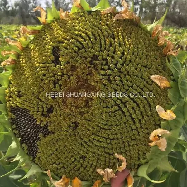 Hot Sales High Yield Giant Dwarf Sunflower Seeds for Sale photo-2