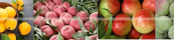 Organic Yellow Peaches In Glass Jars Peeling Machine Peach Processing Machine photo-2