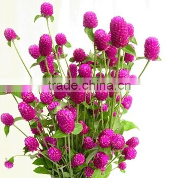 Fashionable Promotional Export Fresh Gomphrena Globosa photo-2