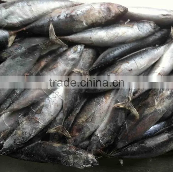 Bonito Tuna Frigate Tuna photo-6