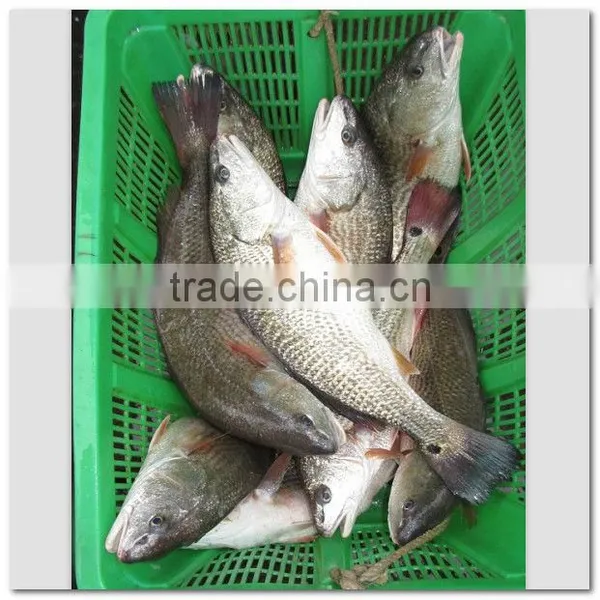 Frozen Red Drum Export