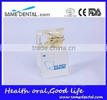 High Quality Dental Transparent Orthodontic Models School Teaching Demonstration photo-5