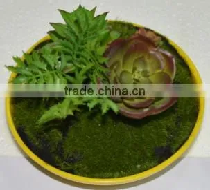 SJ3001011 Indoor Mini Bonsai Cactus Plant Artificial photo-2