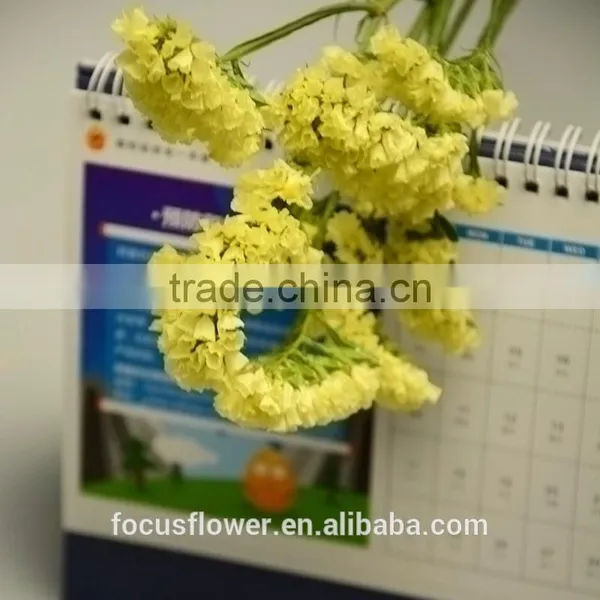 Multi Colored Cut Fresh Flowers Statice Yellow From YUNNAN photo-2