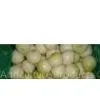 Fresh Yellow Onion