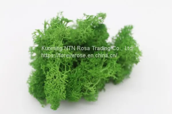 Grade A 100% Natural Moss Preserved Moss Decorative Moss for Moss Wall Decoration Moss Artwork
