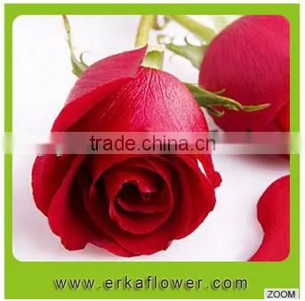 Fresh Rose High Quality Blue Roses For Sale photo-3