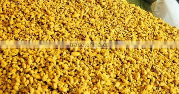 UAE Quality Turmeric Finger