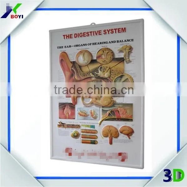Pharma Gift 3d Medical Poster, Anatomy Embossed Medical Wall Chart photo-2