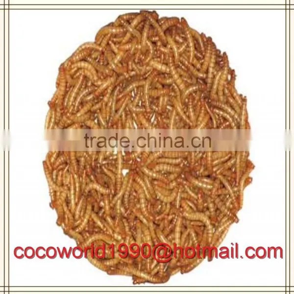 Dried Mealworms Good for Birds/dried Mealworms Good for Birds/dried Mealworms photo-4