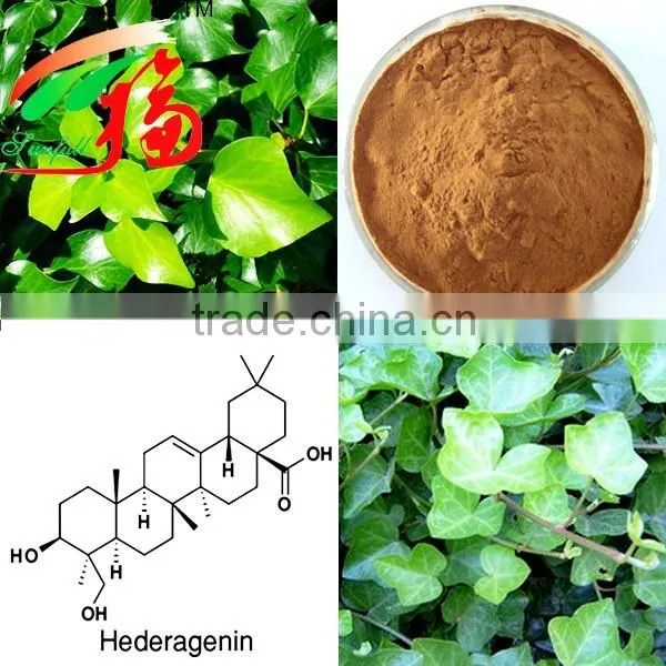 Ivy Leaf Extract (3%/8%/10%Hederacoside C)