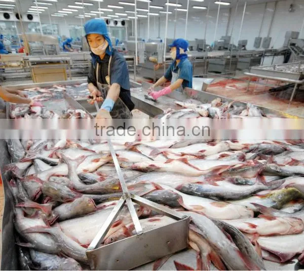 FROZEN PANGASIUS WHOLE ROUND photo-5