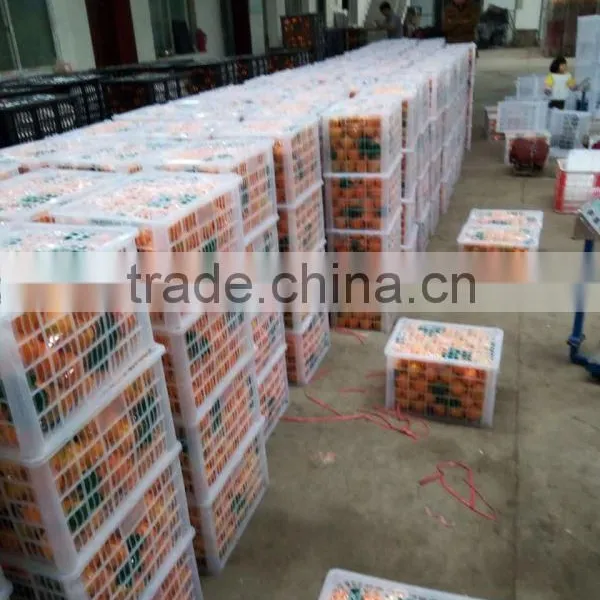 Fresh Sweet Naval Orange photo-3