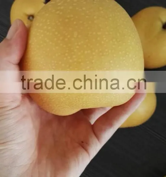 New Crop 2016 Fresh Pear photo-2