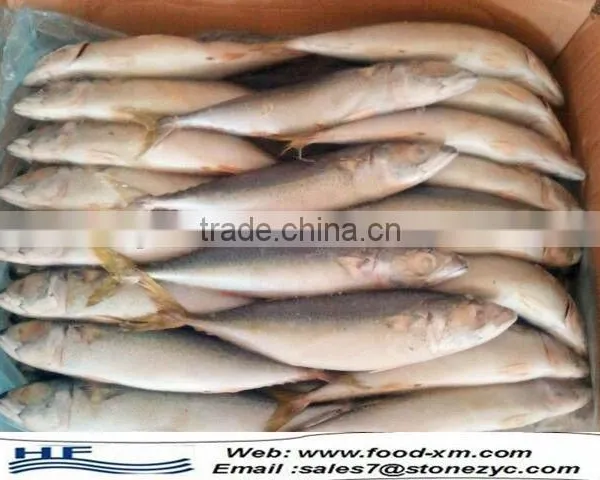 2016 New Coming Fresh Frozen Horse Mackrel photo-2
