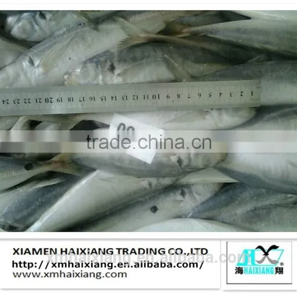 Price for Frozen Horse Mackerel Fish photo-3
