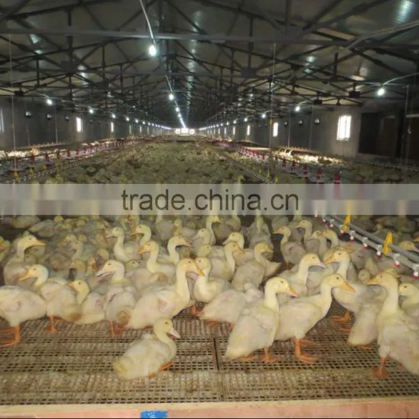 Automatic Duck Farm Equipment