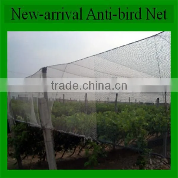 OEM Provided Kinds of Green Anti Invisible Bird Netting photo-2