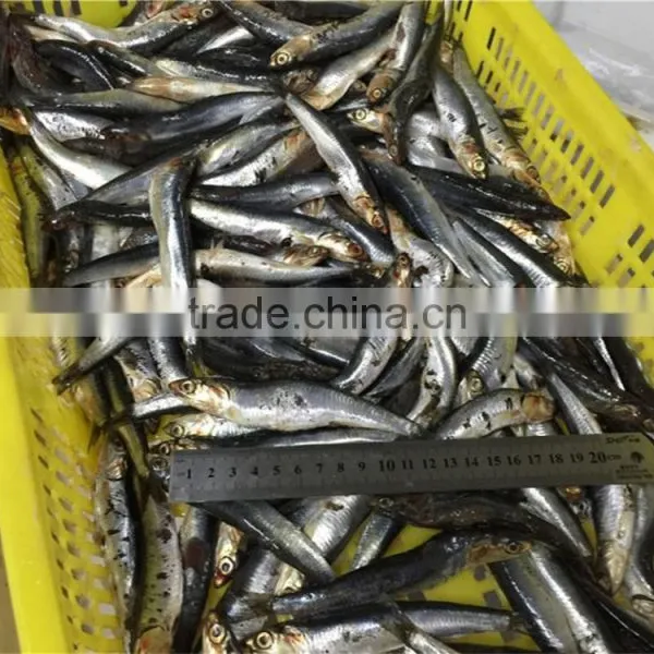 Sea Frozen Anchovy Fillets in Vinegar Water photo-3