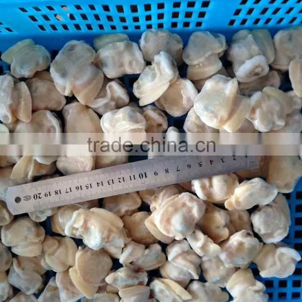 New Season High Quality Frozen Baby Clams Without Shell photo-2