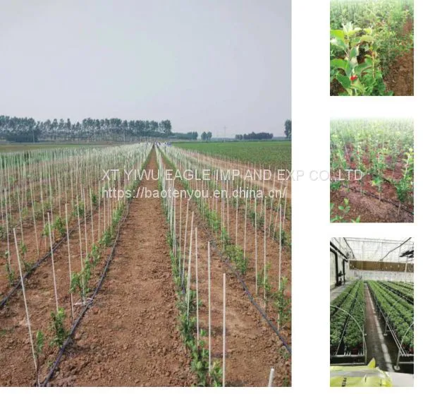 Glass Fiber Stake, Fiberglass Tree Pole Stakes photo-3