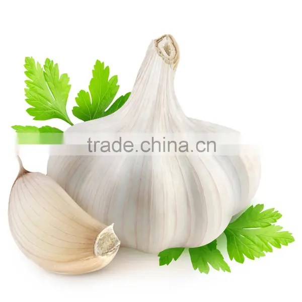 High Quality Jinxiang Export Garlic photo-2