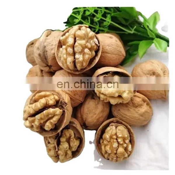 Chocolates Roasted Walnut in Shell and Kernel for Peru India Vietnam USA France Philippines Nepal Morocco Bangladesh Canada photo-5