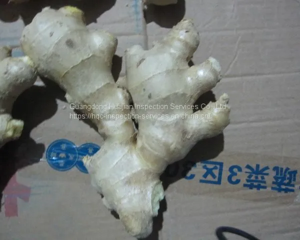 Inspection Service China for Gingers photo-2