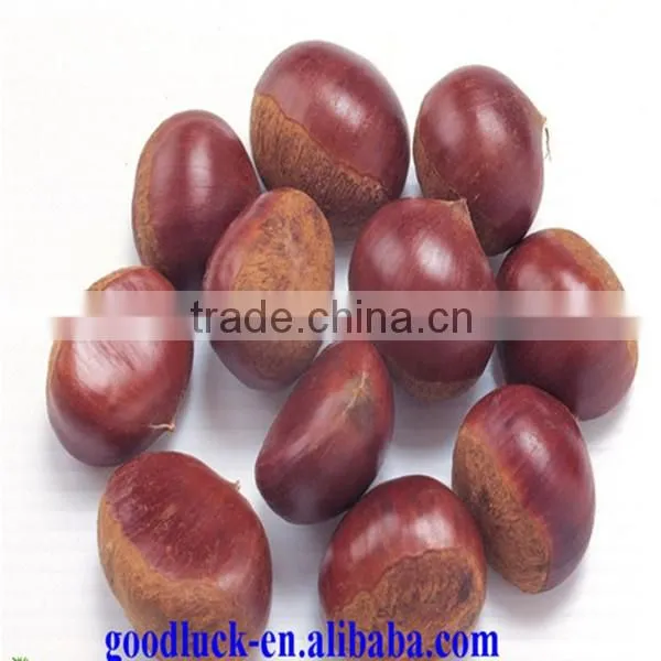Chinese Good Taste Chestnut Supplier photo-2