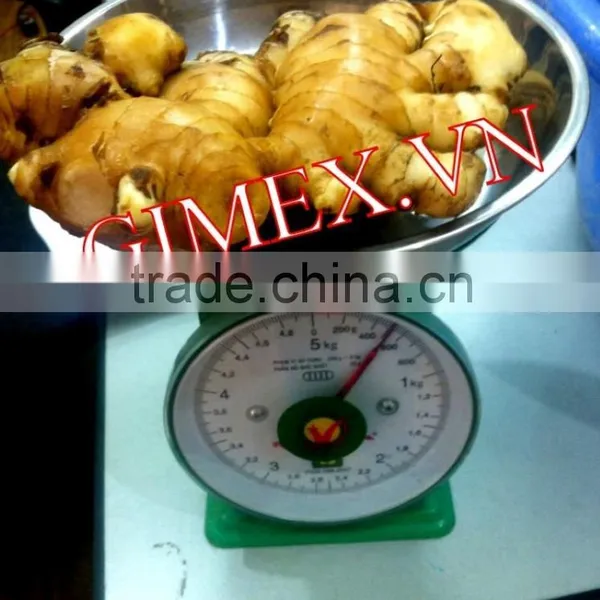 New Ginger From Viet Nam 2015 - 2016 photo-3