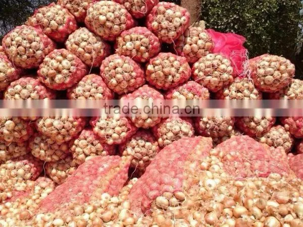 Fresh Yellow Onion Exporters in Egypt photo-3