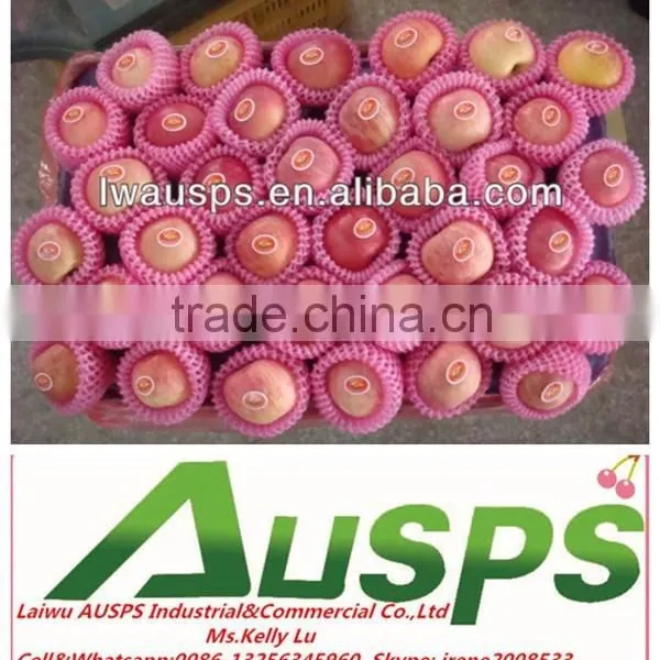 Fuji Apple Exporter in China photo-4
