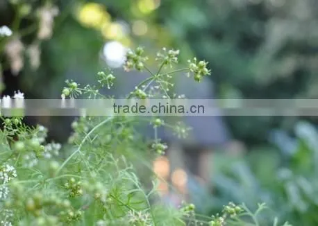 CORIANDER LEAF OIL photo-4