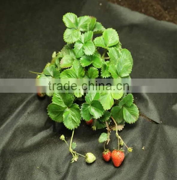 Polypropylene Film Weed Blocking Ground Cover photo-2