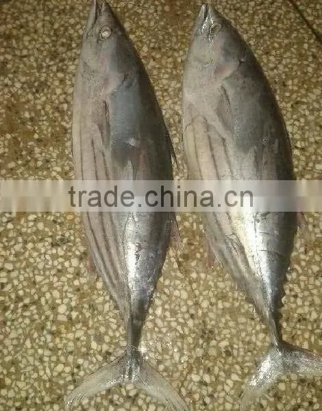 Newly Skipjack Tuna photo-2