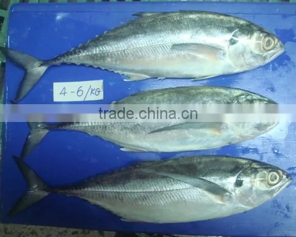 Horse Mackerel/ Scad Fish/ Saurel Fish/ Pangasius/ Dory Fish/basa Fish/black Promfet/black Tilapia/red Tilapia/sardine/hilsha