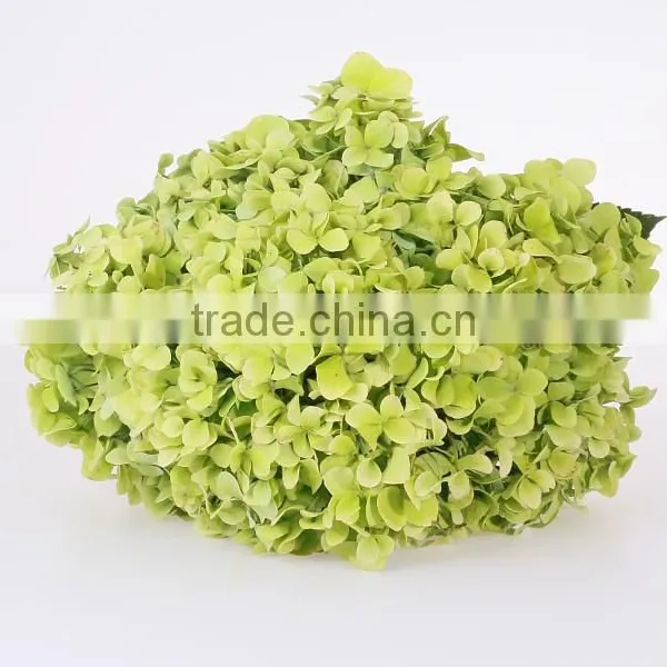 Fresh Cut Flower With High Quality Single Stem Hydrangea Flowers Wedding Decoration Wholesale From Yunnan,China photo-6